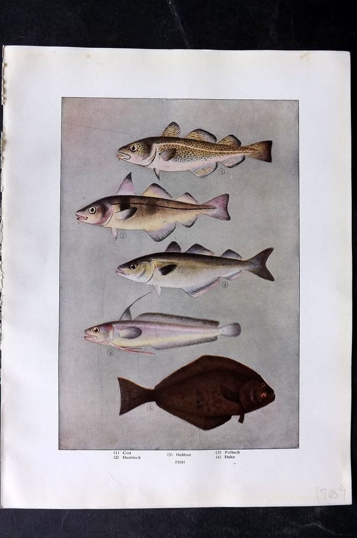 Ward, Artemas 1911 Antique Fish Print. Cod, Salmon, Mullet, Halibut (1 of 1)