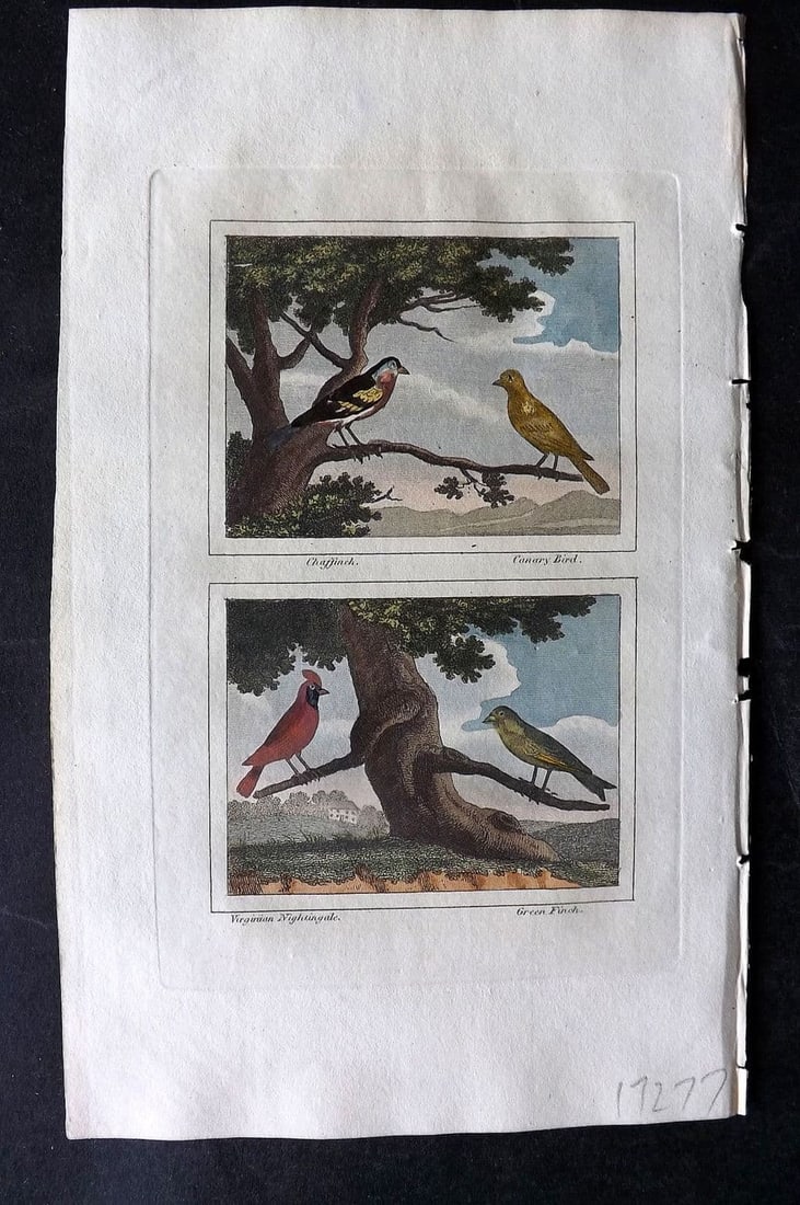 Buffon & Barr 1808 Hand Col Bird Print. Chaffinch. Canary Bird. Greenfinch.: Antique Copper Plate Published 1808, London for "Natural History of Birds, Fish, Insects and Reptiles" [Barr's Buffon] by the Comte de Buffon et al. Fine hand colour as issued. Paper Size: 7.5 x 4.5 i