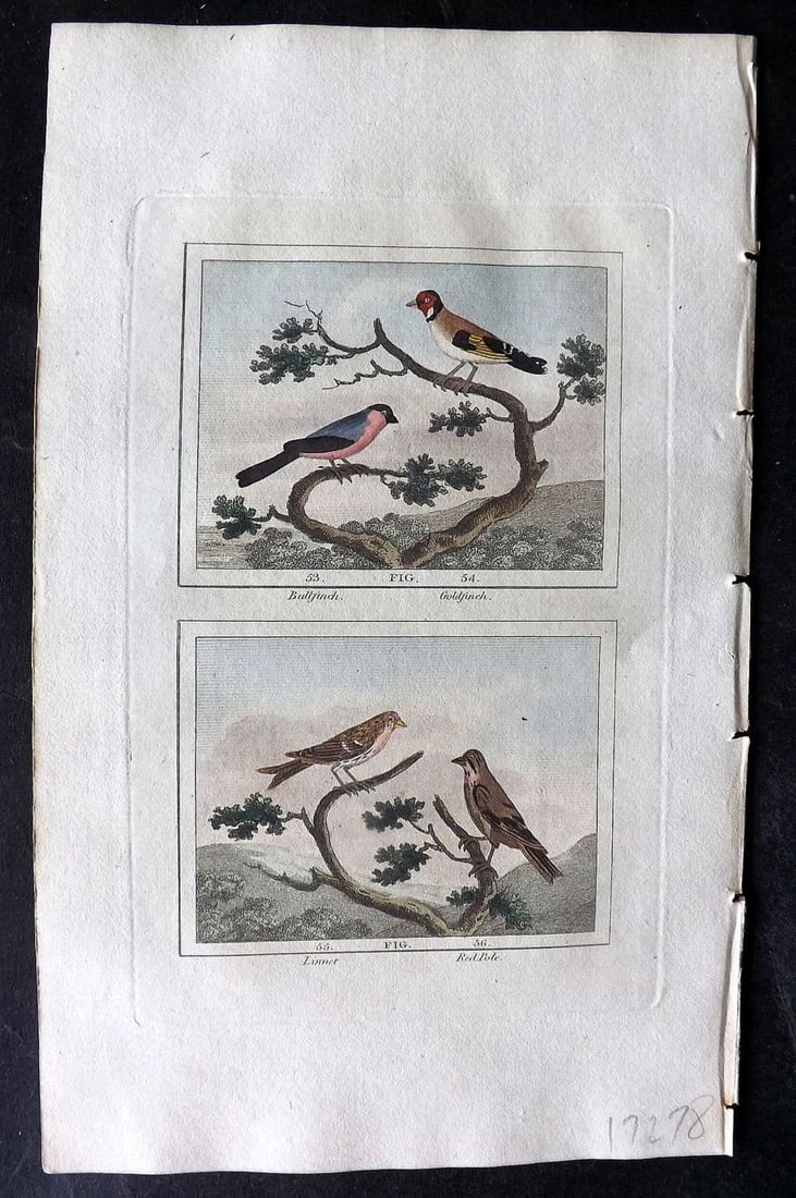 Buffon & Barr 1808 Hand Col Bird Print. Bullfinch. Goldfinch. Linnet. Red Pole: Antique Copper Plate Published 1808, London for "Natural History of Birds, Fish, Insects and Reptiles" [Barr's Buffon] by the Comte de Buffon et al. Fine hand colour as issued. Paper Size: 7.5 x 4.5 i