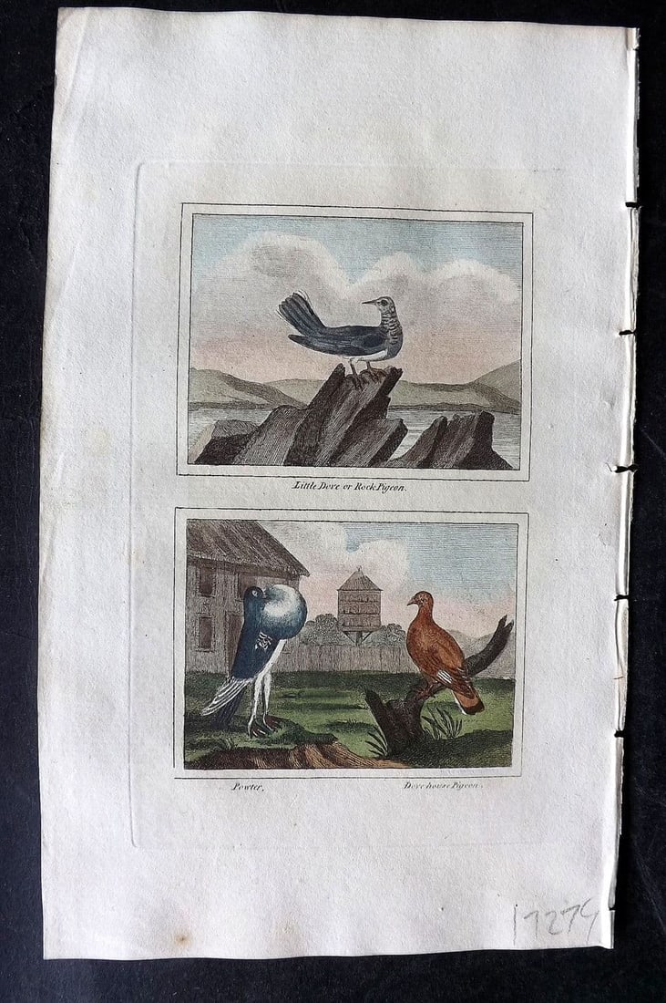 Buffon & Barr 1808 Hand Col Bird Print. Little Dove or Rock Pigeon. Powter.: Antique Copper Plate Published 1808, London for "Natural History of Birds, Fish, Insects and Reptiles" [Barr's Buffon] by the Comte de Buffon et al. Fine hand colour as issued. Paper Size: 7.5 x 4.5 i