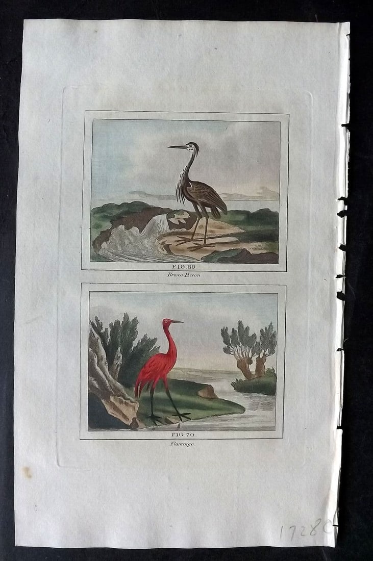 Buffon & Barr 1808 Hand Col Bird Print. Brown Heron. Cyprus Crane Flamingo (1 of 1)