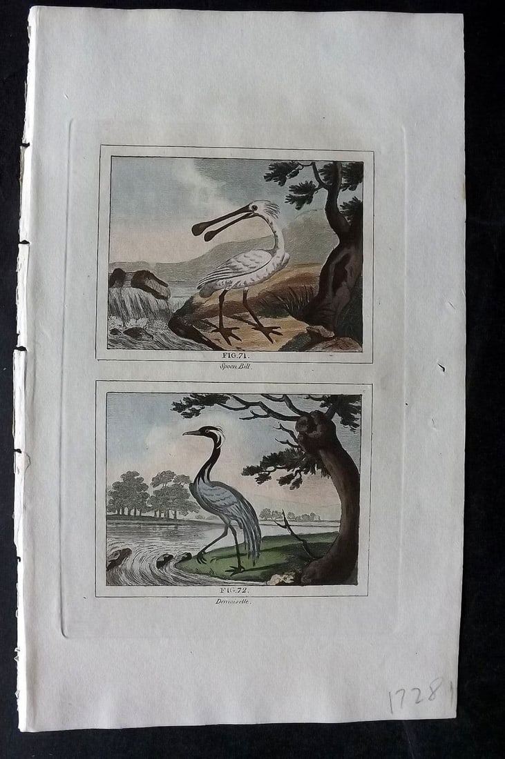 Buffon & Barr 1808 Hand Col Bird Print. Spoon Bill. Demoiselle: Antique Copper Plate Published 1808, London for "Natural History of Birds, Fish, Insects and Reptiles" [Barr's Buffon] by the Comte de Buffon et al. Fine hand colour as issued. Paper Size: 7.5 x 4.5 i