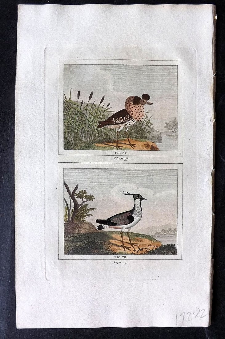Buffon & Barr 1808 Hand Col Bird Print. Ruff. Lapwing: Antique Copper Plate Published 1808, London for "Natural History of Birds, Fish, Insects and Reptiles" [Barr's Buffon] by the Comte de Buffon et al. Fine hand colour as issued. Paper Size: 7.5 x 4.5 i