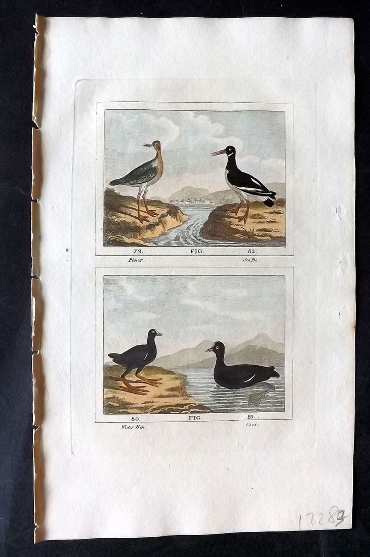 Buffon & Barr 1808 Hand Col Bird Print. Plover. Coot. Water Hen. Sea Pie: Antique Copper Plate Published 1808, London for "Natural History of Birds, Fish, Insects and Reptiles" [Barr's Buffon] by the Comte de Buffon et al. Fine hand colour as issued. Paper Size: 7.5 x 4.5 i