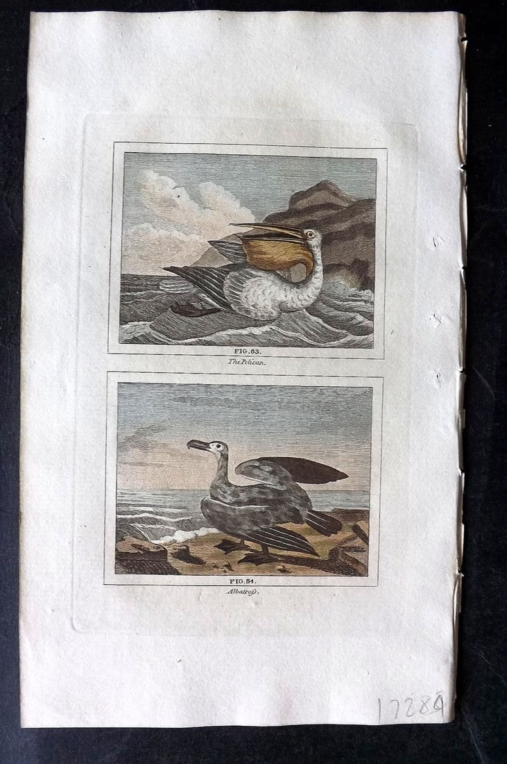 Buffon & Barr 1808 Hand Col Bird Print. Pelican. Albatross: Antique Copper Plate Published 1808, London for "Natural History of Birds, Fish, Insects and Reptiles" [Barr's Buffon] by the Comte de Buffon et al. Fine hand colour as issued. Paper Size: 7.5 x 4.5 i