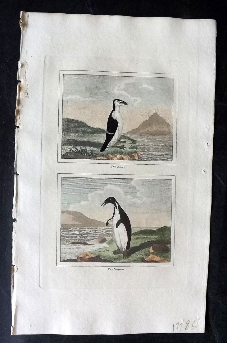 Buffon & Barr 1808 Hand Col Bird Print. Extinct Great Auk. Penguin (1 of 1)