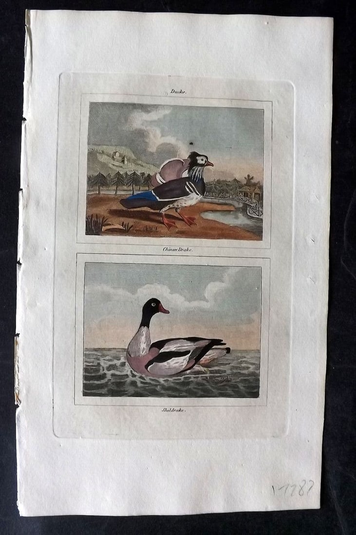Buffon & Barr 1808 Hand Col Bird Print. Sheldrake. Chinese Drake: Antique Copper Plate Published 1808, London for "Natural History of Birds, Fish, Insects and Reptiles" [Barr's Buffon] by the Comte de Buffon et al. Fine hand colour as issued. Paper Size: 7.5 x 4.5 i