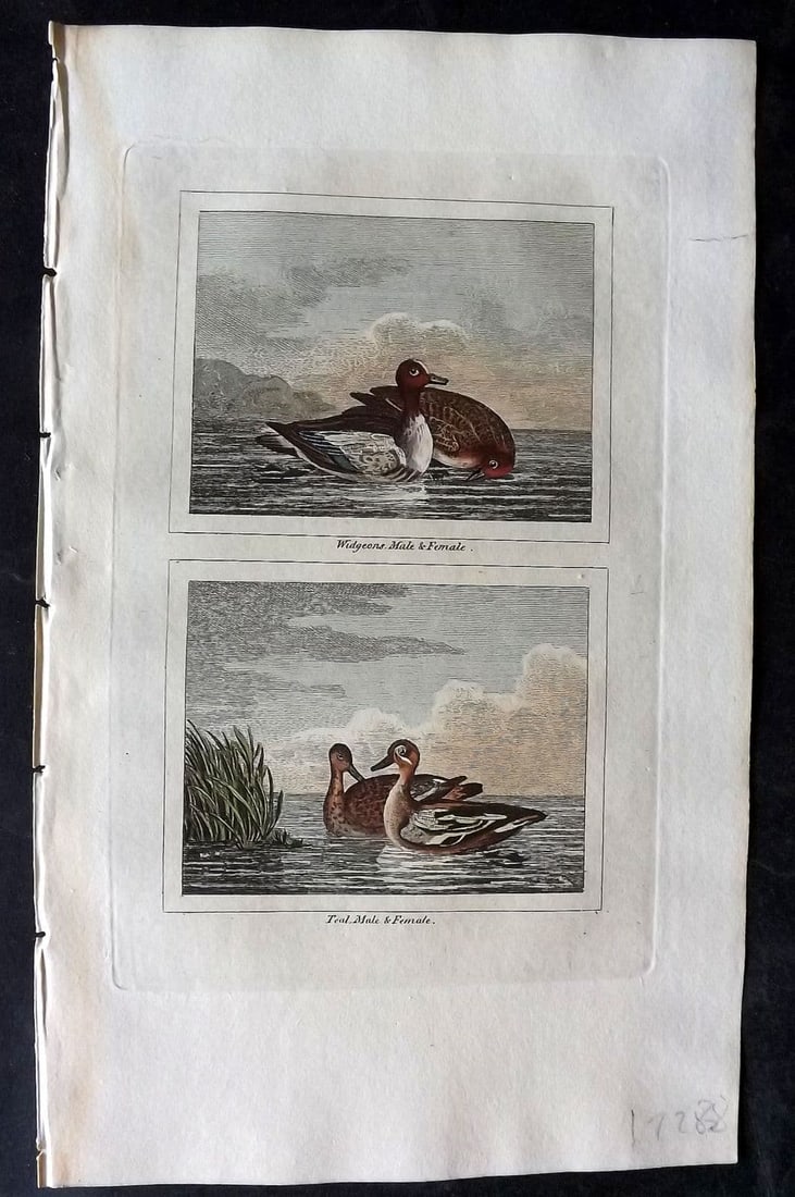 Buffon & Barr 1808 Hand Col Bird Print. Widgeon. Teal.: Antique Copper Plate Published 1808, London for "Natural History of Birds, Fish, Insects and Reptiles" [Barr's Buffon] by the Comte de Buffon et al. Fine hand colour as issued. Paper Size: 7.5 x 4.5 i
