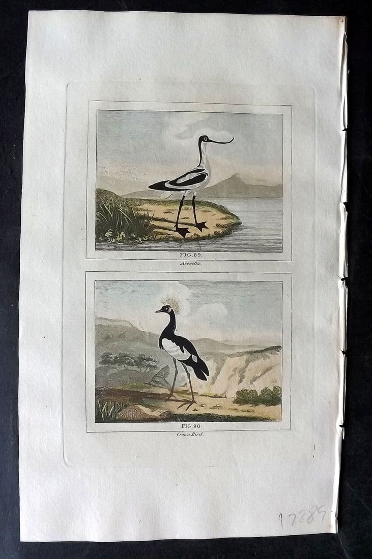 Buffon & Barr 1808 Hand Col Bird Print. Avosetta. Crown Bird. Avocet Crane: Antique Copper Plate Published 1808, London for "Natural History of Birds, Fish, Insects and Reptiles" [Barr's Buffon] by the Comte de Buffon et al. Fine hand colour as issued. Paper Size: 7.5 x 4.5 i