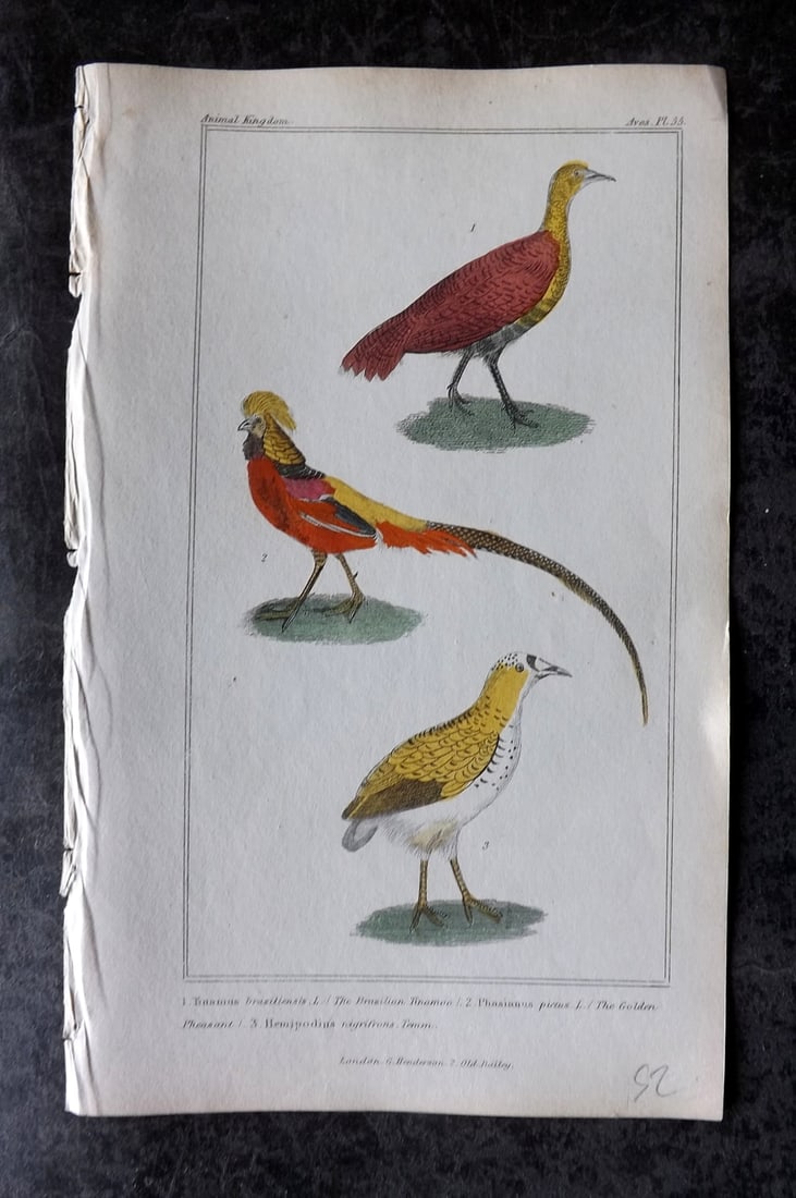 Cuvier, Baron 1837 HCol Bird Print. Brazilian Tinamoo, Golden Pheasant, Nigifrons 55: Hand Colored Etchings/Engraving Published 1834-37, London for "The Animal Kingdom" by the Baron Georges Cuvier. Paper Size: 8 x 5 inch (21 x 13cm) Good Condition
