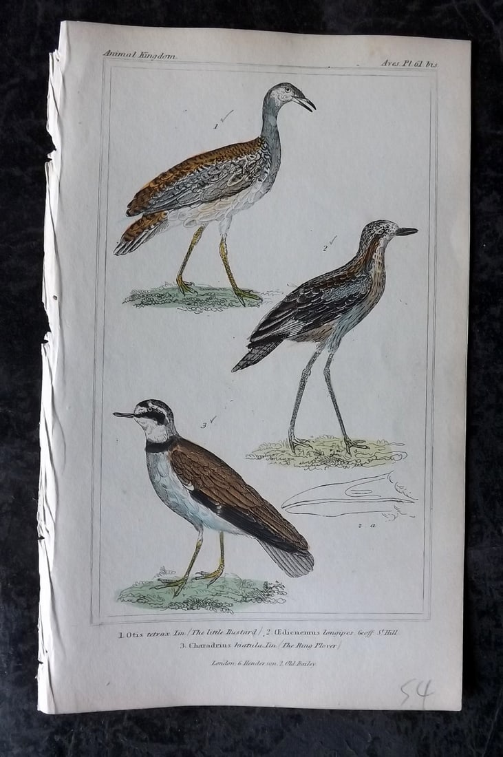 Cuvier, Baron 1837 Hand Col Bird Print. Little Bustard, Longipes, Ring Plover 61*: Hand Colored Etchings/Engraving Published 1834-37, London for "The Animal Kingdom" by the Baron Georges Cuvier. Paper Size: 8 x 5 inch (21 x 13cm) Good Condition