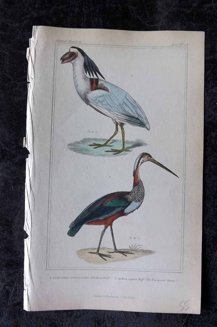 Cuvier, Baron 1837 Hand Col Bird Print. Boat Bill, European Crane 64 (1 of 1)