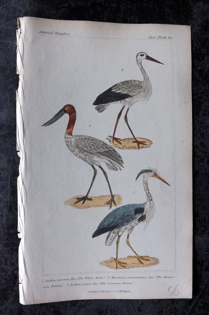 Cuvier, Baron 1837 Hand Col Bird Print. White Stork, Jabiru, Heron 66* (1 of 1)