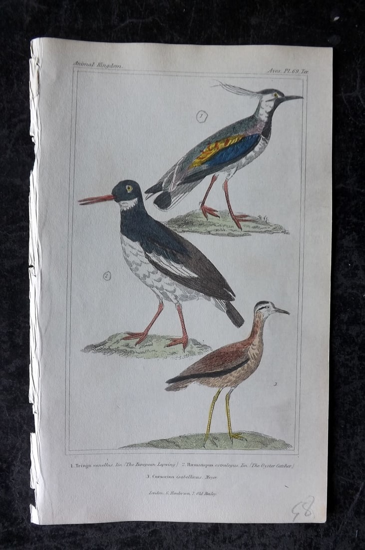 Cuvier, Baron 1837 HCol Bird Print. European Lapwing, Oyster Catcher, Cursorius 69** (1 of 1)