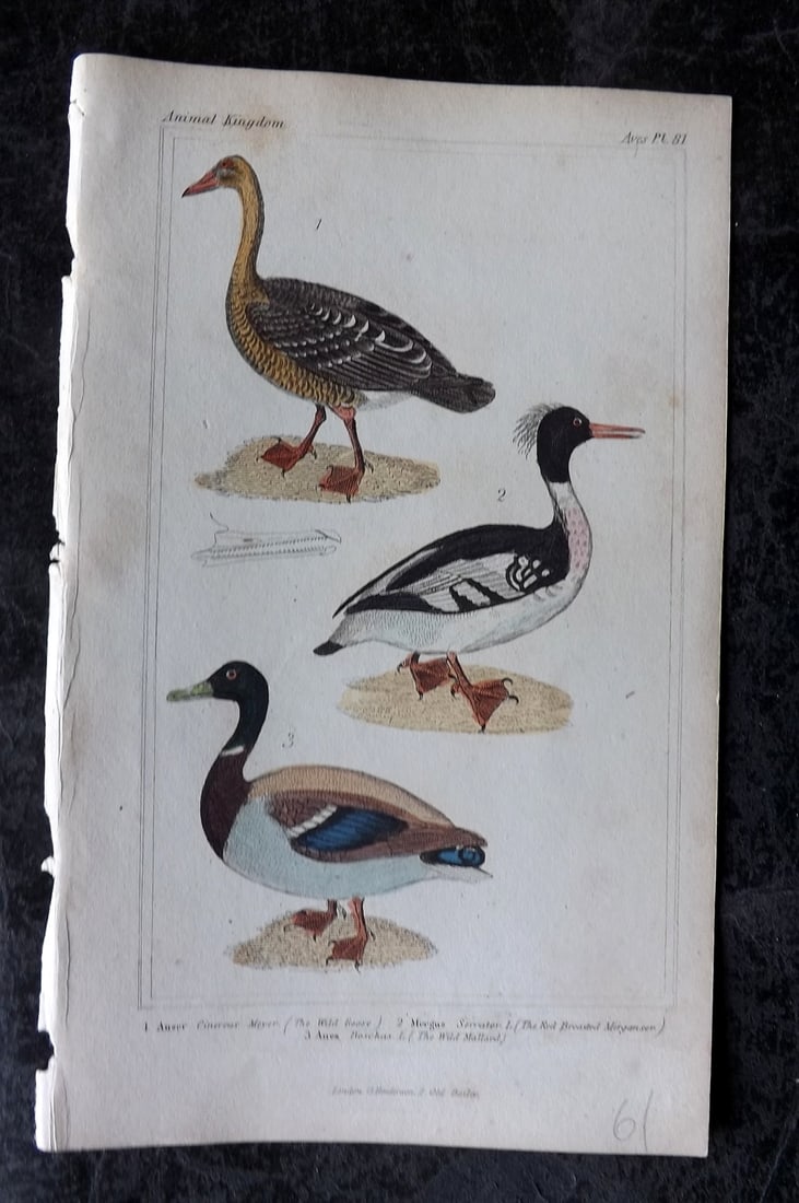 Cuvier, Baron 1837 Hand Col Bird Print. Wild Goose, Merganser, Mallard 81: Hand Colored Etchings/Engraving Published 1834-37, London for "The Animal Kingdom" by the Baron Georges Cuvier. Paper Size: 8 x 5 inch (21 x 13cm) Very minor toning. Good Condition