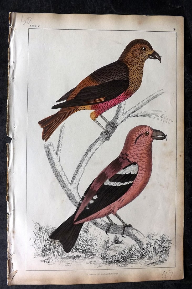 Goldsmith, Oliver 1851 Hand Col Bird Print. American & White Winged Crossbill 34 (1 of 1)