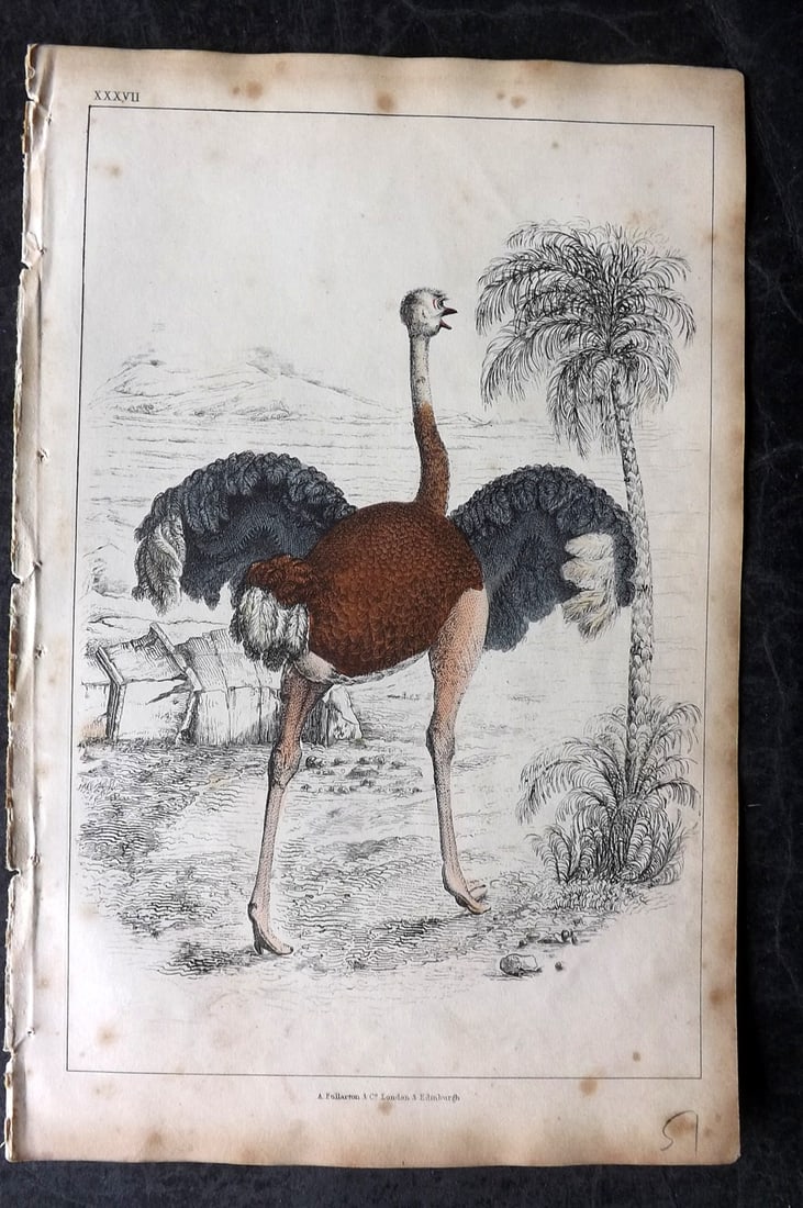 Goldsmith, Oliver 1851 Hand Col Bird Print. Ostich 37: Hand Colored Etching/Engraving Published 1851 by A. Fullarton & Co., London for "A History of the Earth and Animated Nature" by Oliver Goldsmith. Paper Size: 10 x 6 inch (25 x 16cm) Minor background t