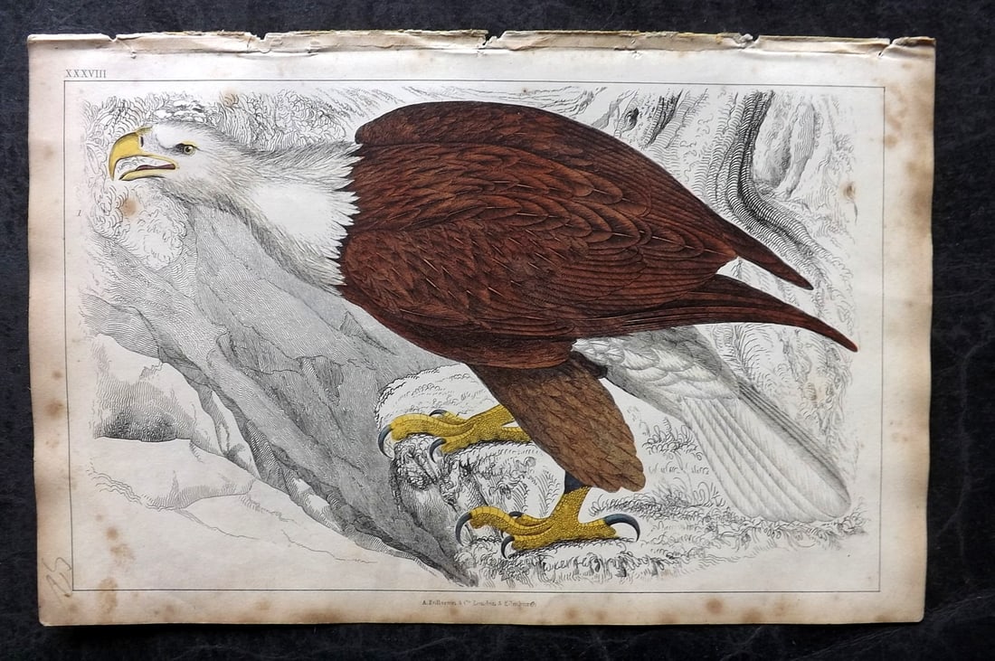 Goldsmith, Oliver 1851 Hand Col Bird Print. White Headed Eagle 38 (1 of 1)