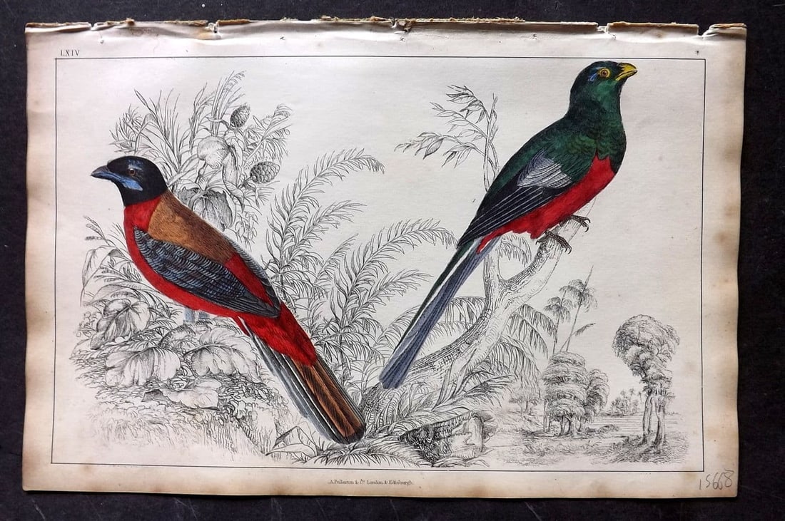 Goldsmith, Oliver 1851 Hand Col Bird Print. Duvancel's & Narina Trogon 64: Antique Etching/Engraving Published 1851 by A. Fullarton & Co., London for "A History of the Earth and Animated Nature" by Oliver Goldsmith. Fine hand colour as issued. Paper Size: 10 x 6 inch (25 x 1