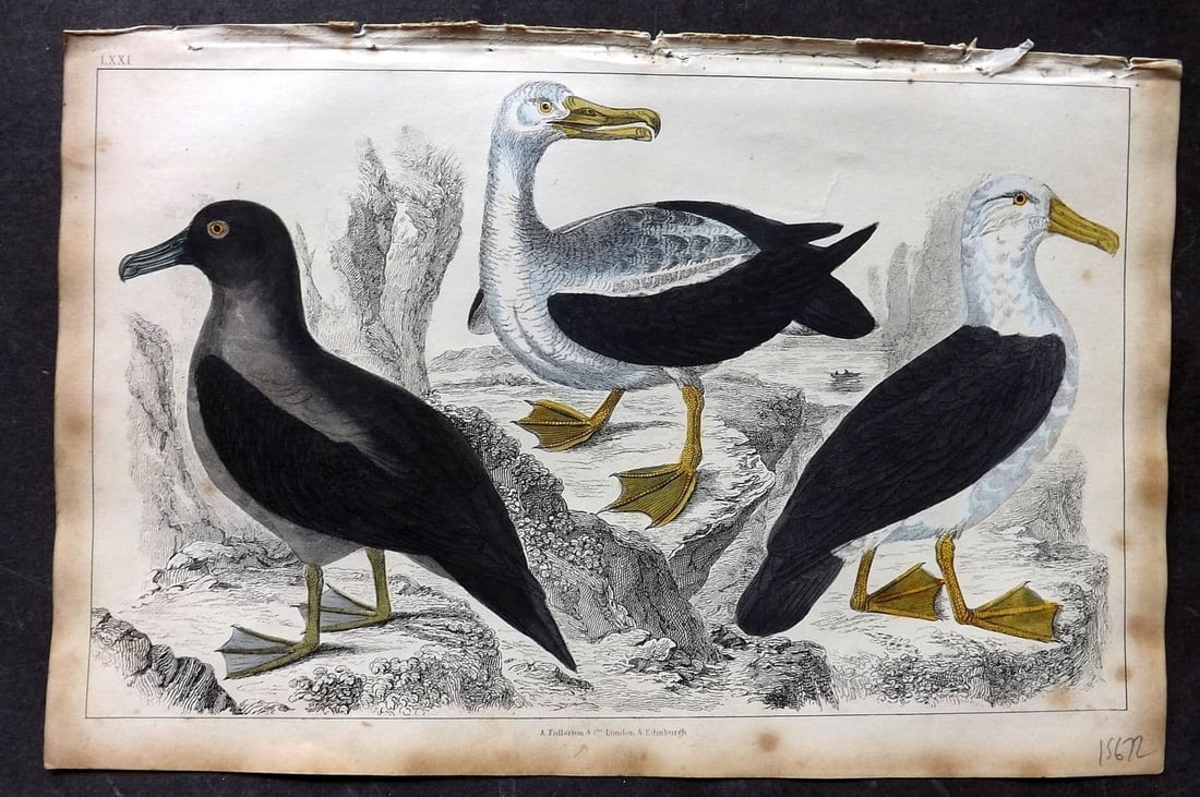 Goldsmith, Oliver 1851 Hand Col Bird Print. Common, Sooty & Black-Eyed Albatross 71 (1 of 1)