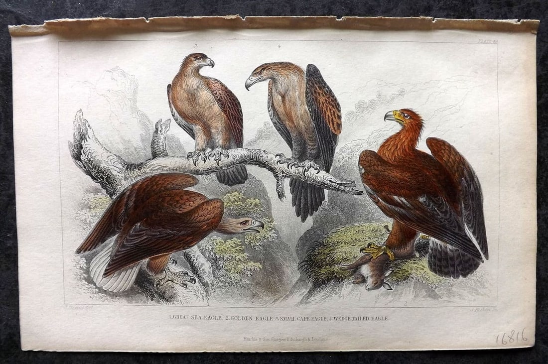 Goldsmith, Oliver 1855 HC Bird Print. Great Sea Eagle, Golden Eagle, Cape Eagle 49 (1 of 1)