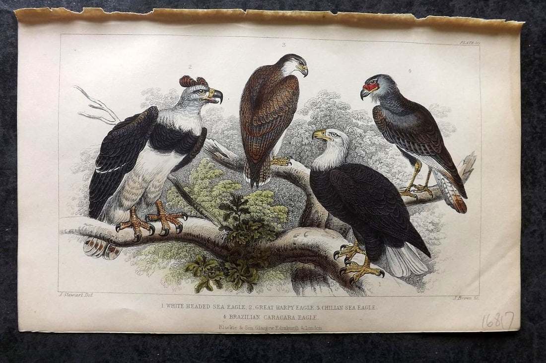 Goldsmith, Oliver 1855 Hand Col Bird Print. White Headed Sea Eagle, Grey Harpy Eagle 50 (1 of 1)