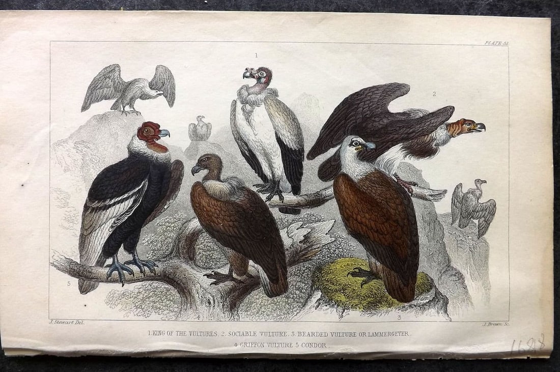 Goldsmith, Oliver 1855 HC Bird. King of the Vultures, Sociable Vulture, Griffon Vulture 51 (1 of 1)