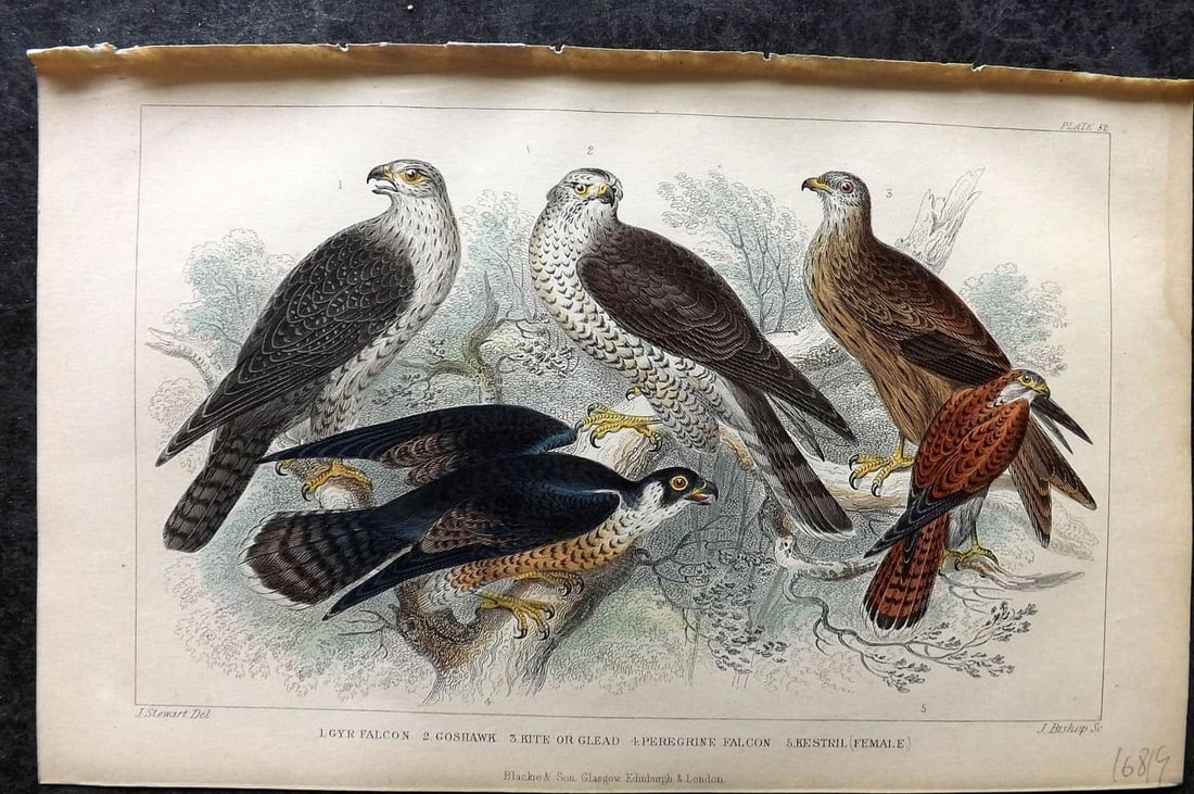 Goldsmith, Oliver 1855 HCol Bird Print. Gyr Falcon, Goshawk, Kite, Peregrine Falcon 52: Antique Steel Engraving Published 1854-55 by Blackie & Son, London for "A History of the Earth and Animated Nature" by Oliver Goldsmith. Fine hand colour as issued. Paper Size: 9.5 x 6 inch (24 x 16cm