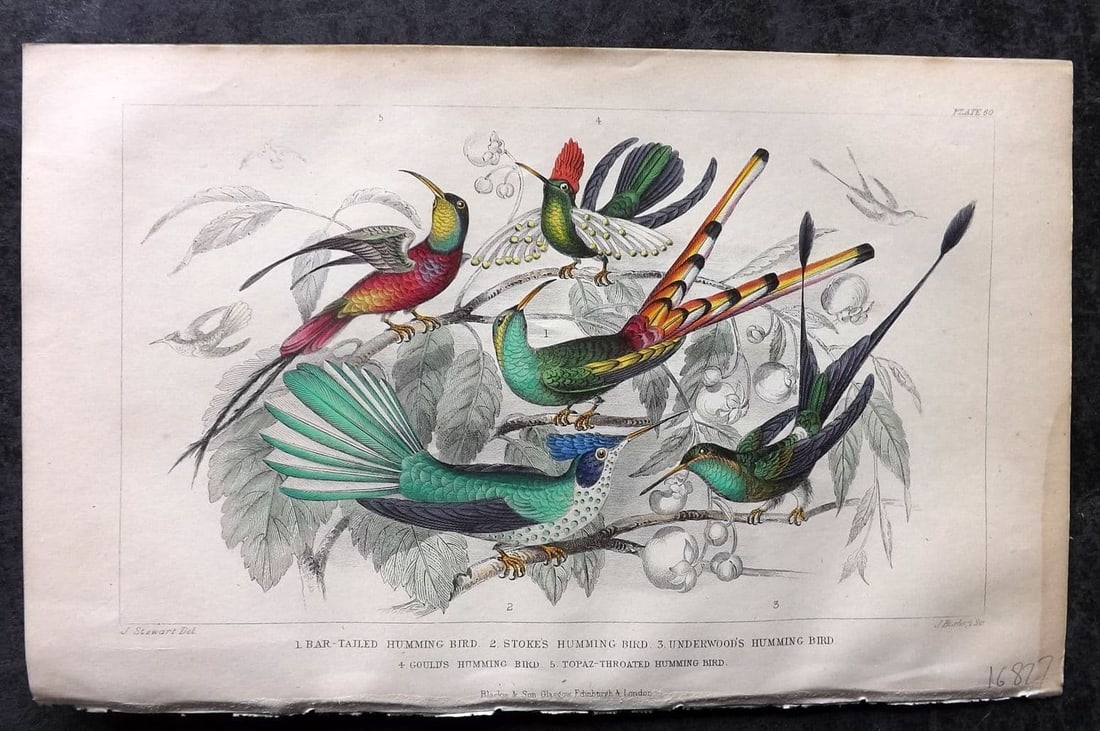 Goldsmith, Oliver 1855 Hand Col Bird Print. Hummingbirds 60: Antique Steel Engraving Published 1854-55 by Blackie & Son, London for "A History of the Earth and Animated Nature" by Oliver Goldsmith. Fine hand colour as issued. Paper Size: 9.5 x 6 inch (24 x 16cm