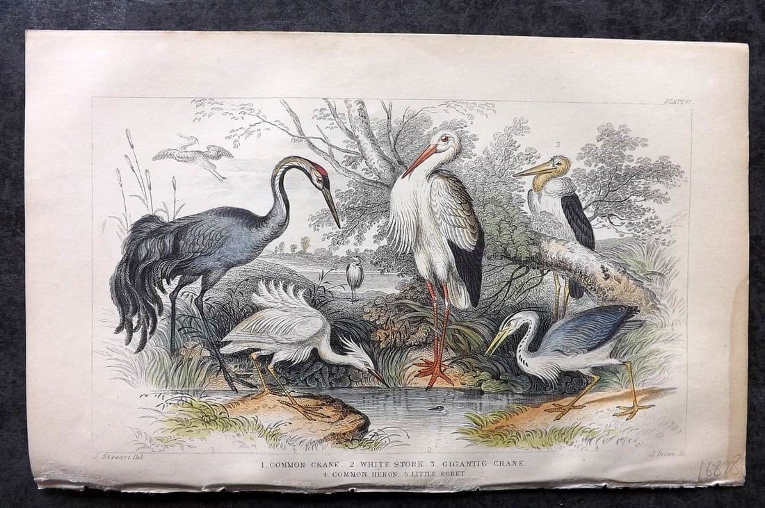 Goldsmith, Oliver 1855 Hand Col Bird Print. Crane, White Stork, Heron, Little Egret 61 (1 of 1)