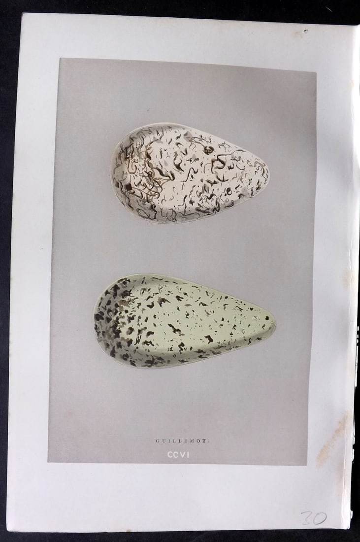 Morris, Francis 1892 Antique Bird Print. Guillemot 206 (1 of 1)