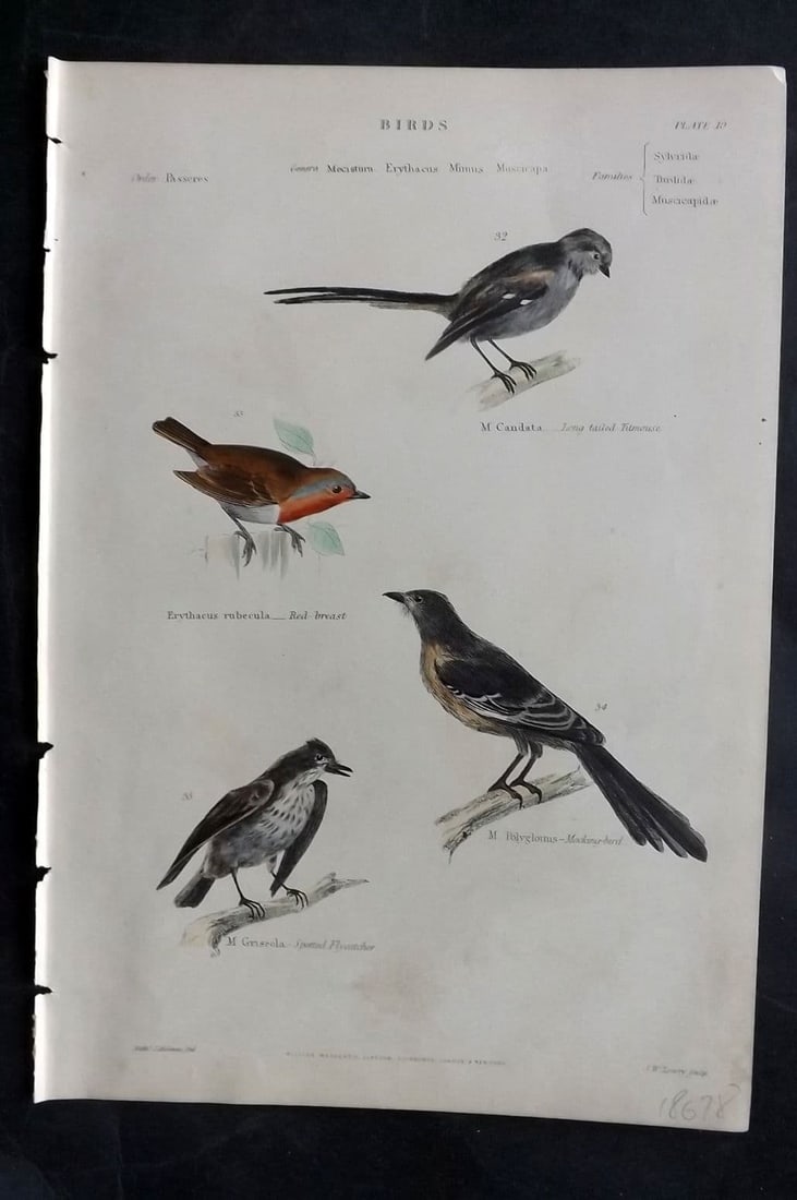 Richardson, John 1862 HC Bird. Robin Redbreast, Titmouse, Flycatcher, Mocking Bird 10: Antique Steel Engraving/Etching Published 1859-62 by William Mackenzie, Edinburgh & London for "The Museum of Natural History" by John Richardson. Fine contemporary hand colour. Paper Size: 10.5 x 7 i