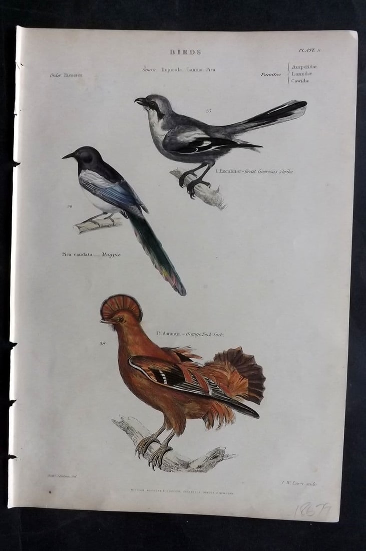 Richardson, John 1862 HC Bird. Magpie, Great Cinereous Shrike, Orange Rock Cock 11: Antique Steel Engraving/Etching Published 1859-62 by William Mackenzie, Edinburgh & London for "The Museum of Natural History" by John Richardson. Fine contemporary hand colour. Paper Size: 10.5 x 7 i