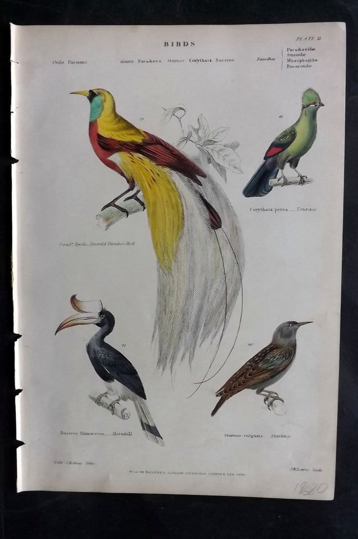 Richardson, John 1862 HC Bird. Emerald Paradise Bird, Touraco, Starling, Hornbill 12 (1 of 1)