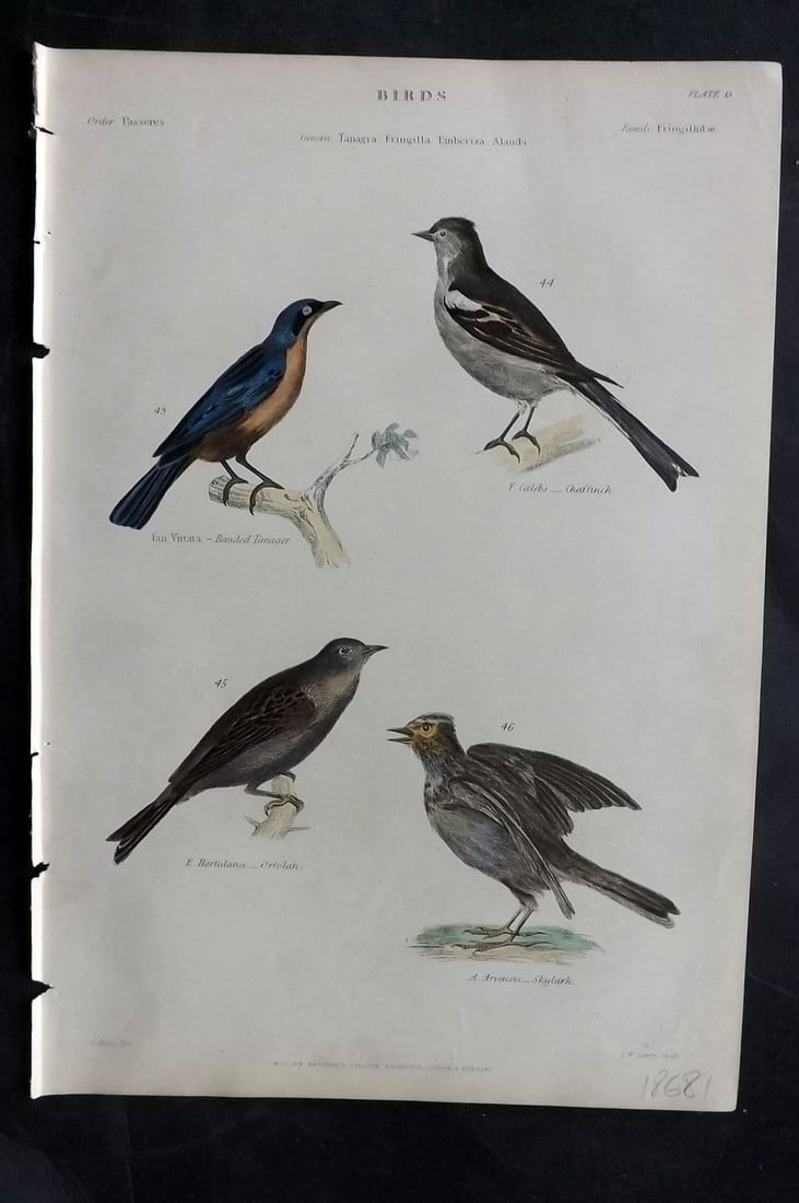 Richardson, John 1862 HC Bird Print. Banded Tanager, Ortolan, Chaffinch, Skylark 13: Antique Steel Engraving/Etching Published 1859-62 by William Mackenzie, Edinburgh & London for "The Museum of Natural History" by John Richardson. Fine contemporary hand colour. Paper Size: 10.5 x 7 i