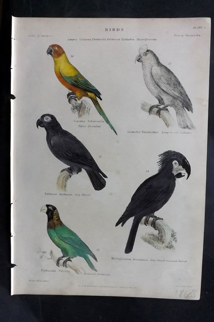 Richardson, John 1862 Yellow Parrakeet, Grey Parrot, Long-Nosed Cockatoo 15: Antique Steel Engraving/Etching Published 1859-62 by William Mackenzie, Edinburgh & London for "The Museum of Natural History" by John Richardson. Fine contemporary hand colour. Paper Size: 10.5 x 7 i