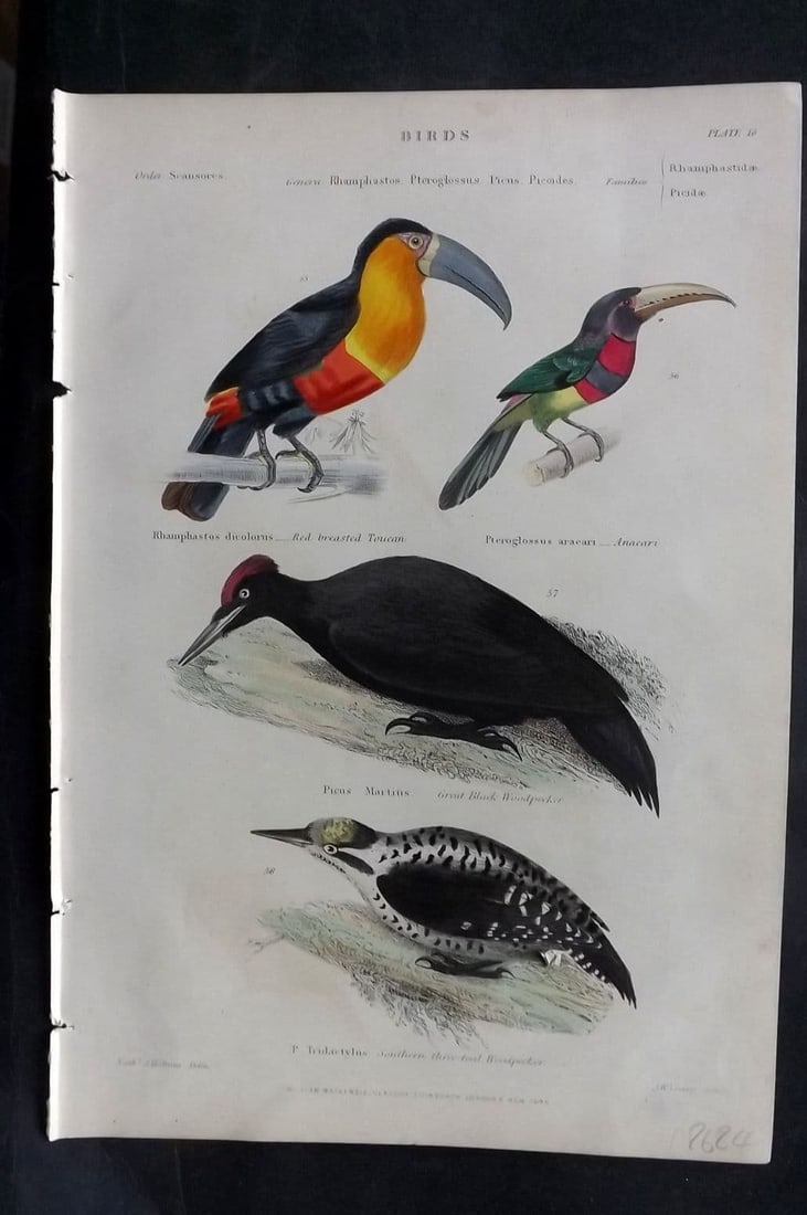 Richardson, John 1862 HC. Red Breasted Toucan, Amacari, Great Black Woodpecker 16 (1 of 1)