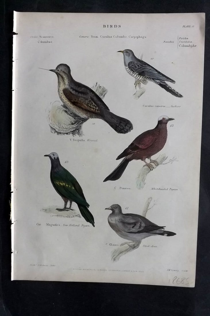 Richardson, John 1862 HC Bird. New Holland Pigeon, Stock Dove, Cuckoo, Wryneck 17 (1 of 1)