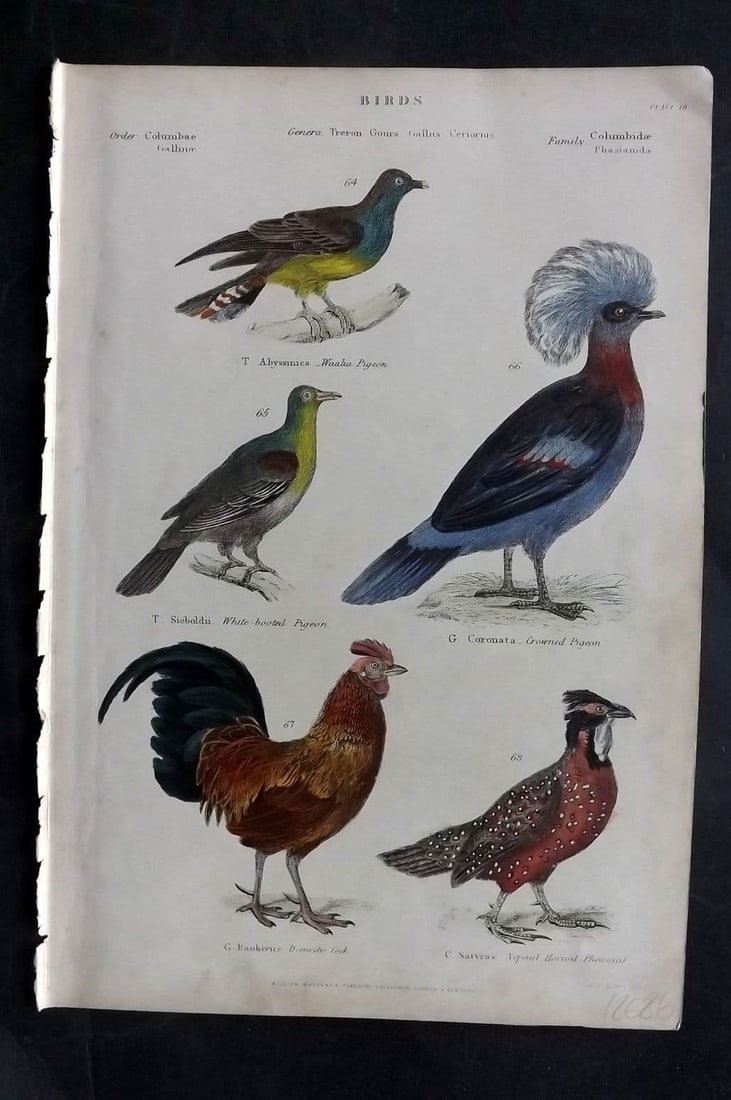 Richardson, John 1862 HC. Pigeon, Crowned Pigeon, Domestick Cock, Nepal Pheasant 18 (1 of 1)