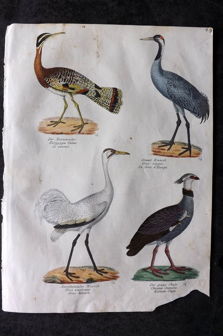 Schinz & Brodtmann 1830 Folio Hand Col Bird Print. Whooping Crane, Crane, Sunbittern 13 (1 of 1)