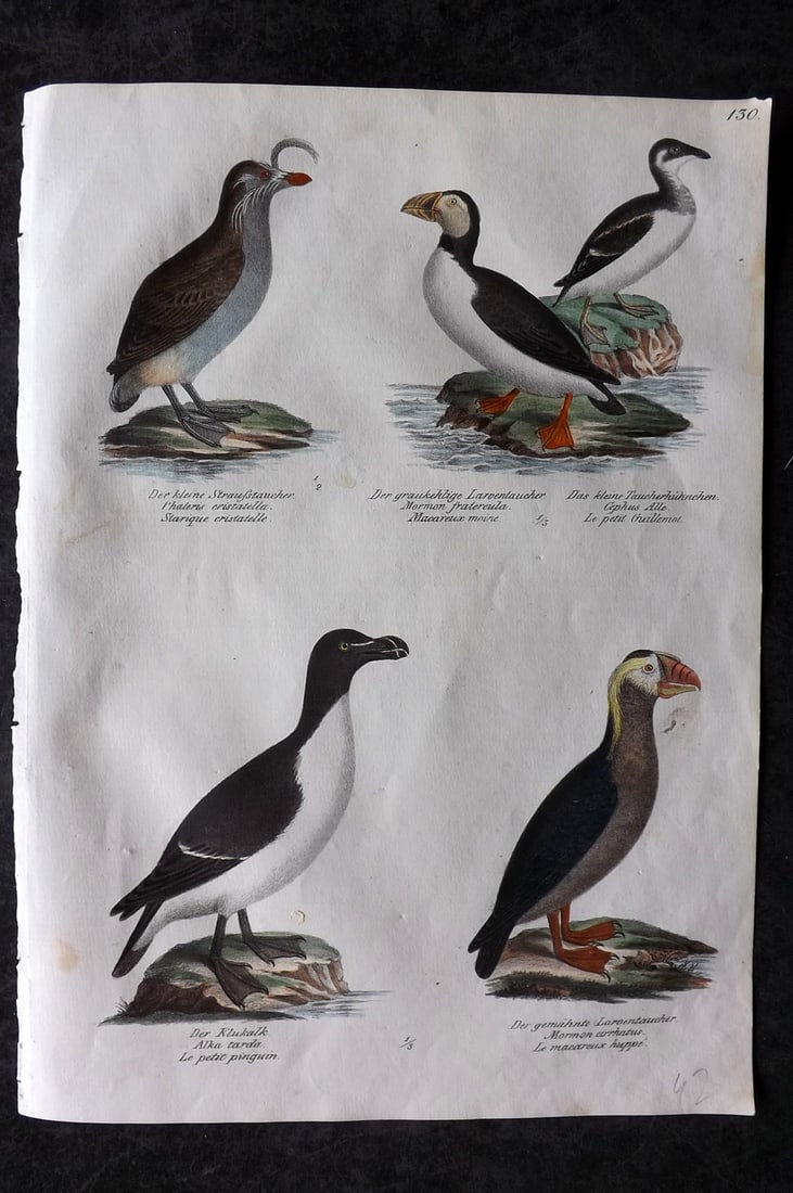 Schinz & Brodtmann 1830 Folio Hand Col Bird Print. Puffin, Razorbill, Guillemot, Tufted Puffin Auk: Folio Hand Colored Lithograph Published 1830, Zurich for "Naturgeschichte und Abbildungen der Vogel..." by Heinrich Rudolph Schinz. Lithographed by Karl Joseph Brodtmann. Paper Size: 12 x 8.25 inch (3
