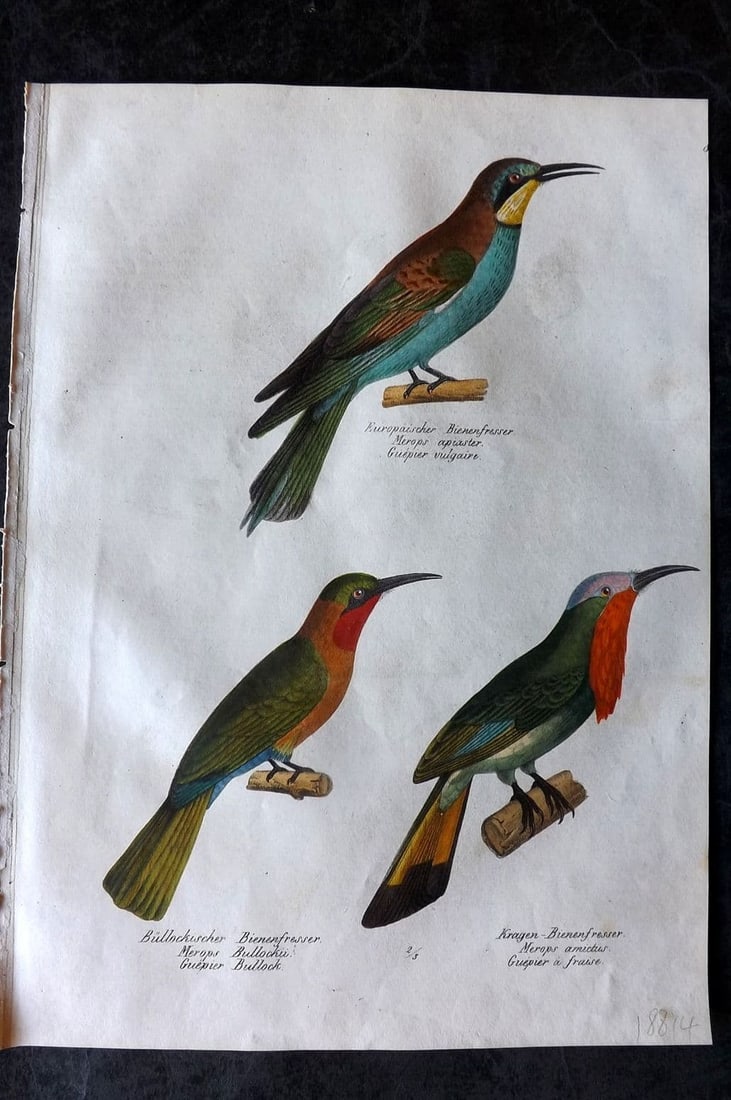 Schinz & Brodtmann 1830 Folio HCol Bird Print. Bee-Eaters 81: Folio Lithograph Published 1830, Zurich for "Naturgeschichte und Abbildungen der Vogel..." by Heinrich Rudolph Schinz. Lithographed by Karl Joseph Brodtmann. Paper Size: 12 x 8.25 inch (31 x 21cm) Goo
