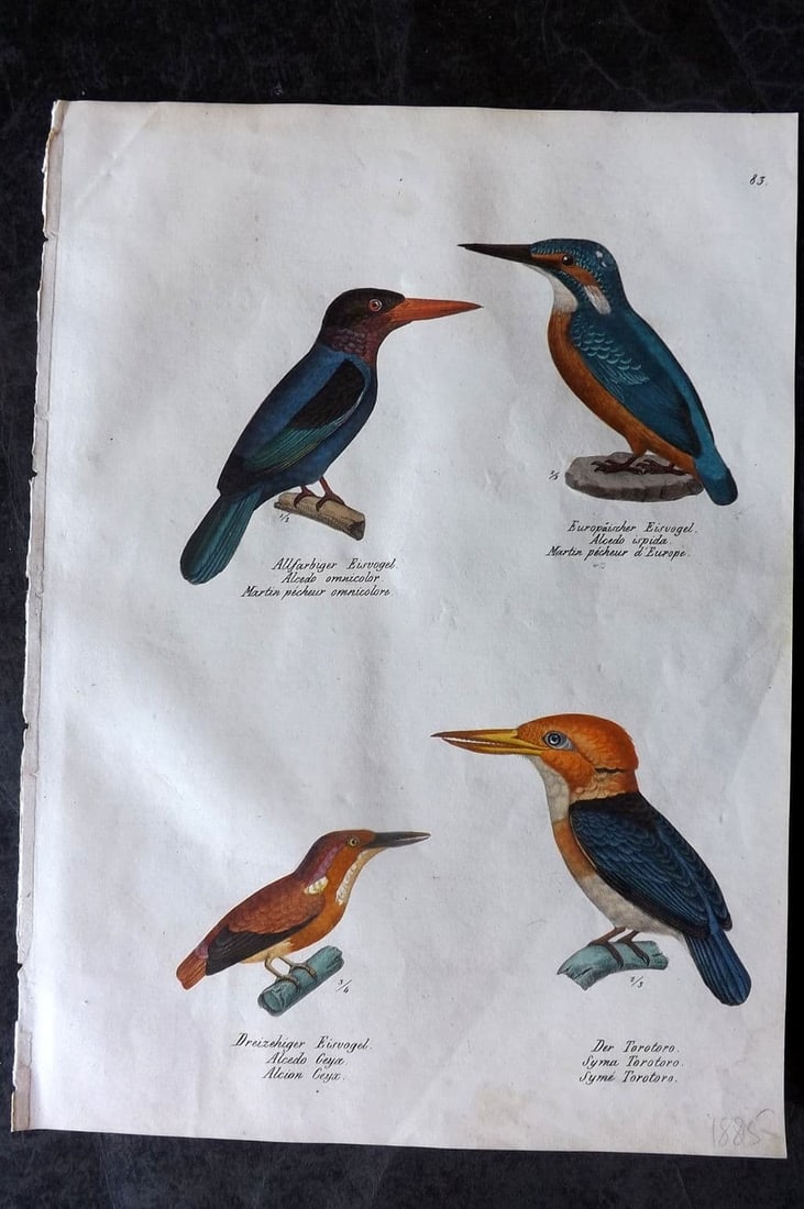Schinz & Brodtmann 1830 Folio HCol Bird Print. Kingfishers 83 (1 of 1)