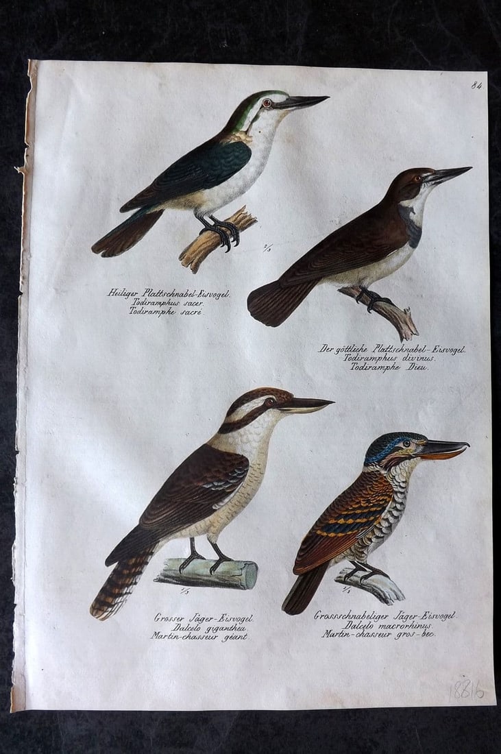 Schinz & Brodtmann 1830 HCol Bird. Kookaburra Australia & Todiramphus Kingfisher 84: Folio Lithograph Published 1830, Zurich for "Naturgeschichte und Abbildungen der Vogel..." by Heinrich Rudolph Schinz. Lithographed by Karl Joseph Brodtmann. Paper Size: 12 x 8.25 inch (31 x 21cm) Goo