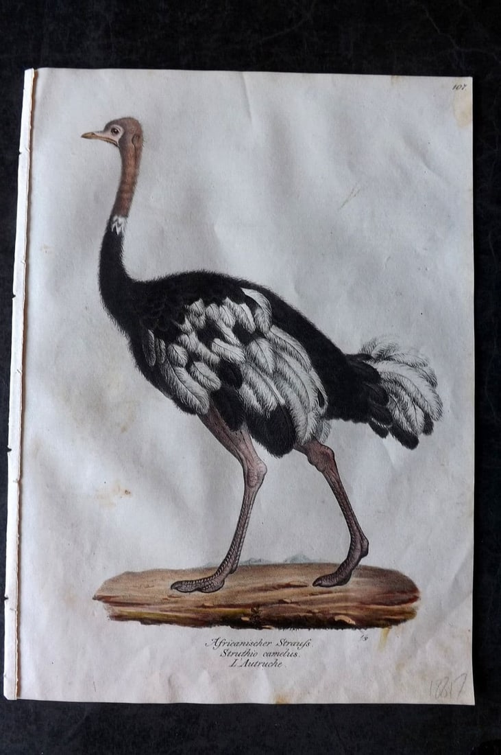 Schinz & Brodtmann 1830 Folio HCol Bird Print. Ostrich (1 of 1)