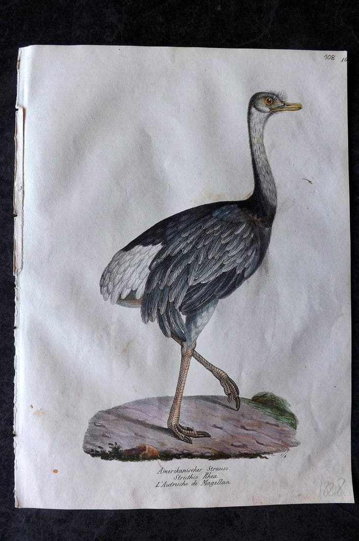 Schinz & Brodtmann 1830 Folio HCol Bird Print. Rhea, South American Ostrich 108: Folio Lithograph Published 1830, Zurich for "Naturgeschichte und Abbildungen der Vogel..." by Heinrich Rudolph Schinz. Lithographed by Karl Joseph Brodtmann Paper Size: 12 x 8.25 inch (31 x 21cm) Mino