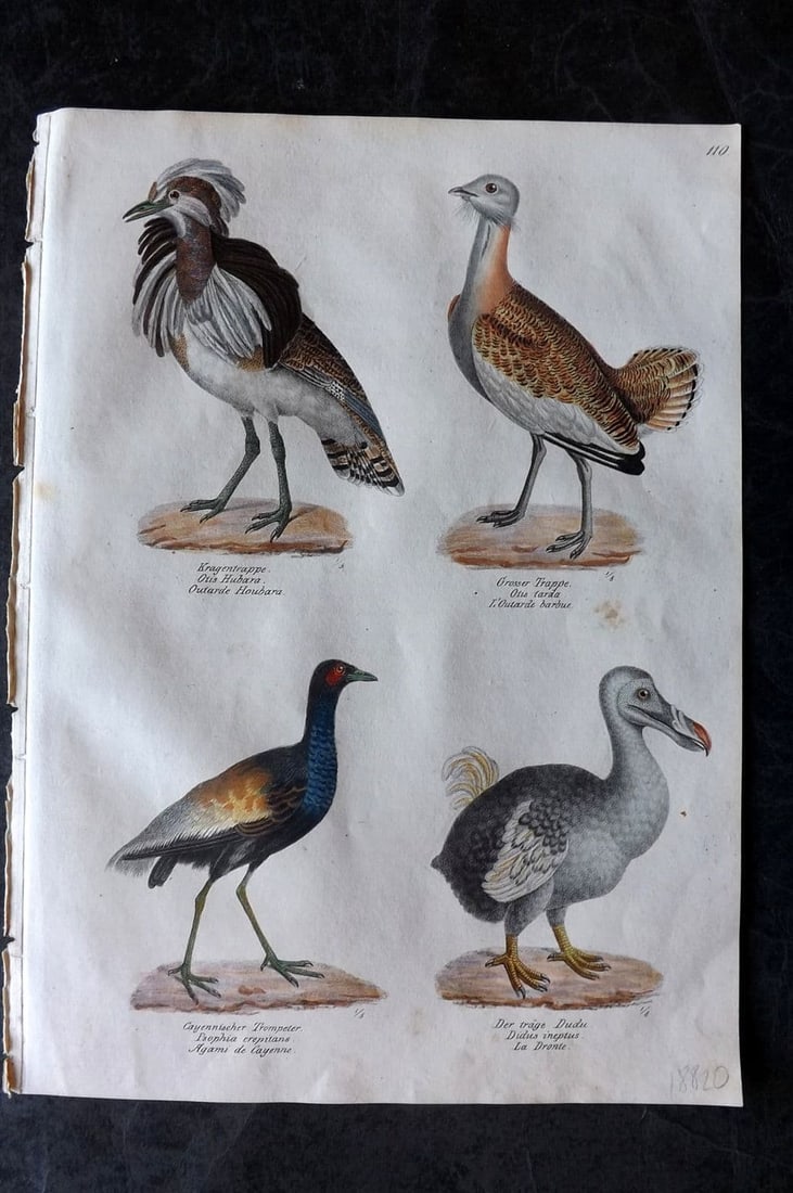 Schinz & Brodtmann 1830 HC Bird. Extinct Dodo, Bustard, Grey-winged trumpeter 110 (1 of 1)
