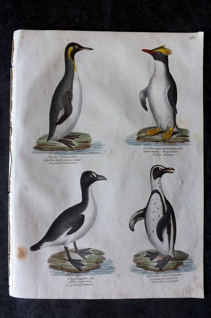 Schinz & Brodtmann 1830 Emperor Penguin, Rockhopper, Extinct Great Auk 131 (1 of 1)