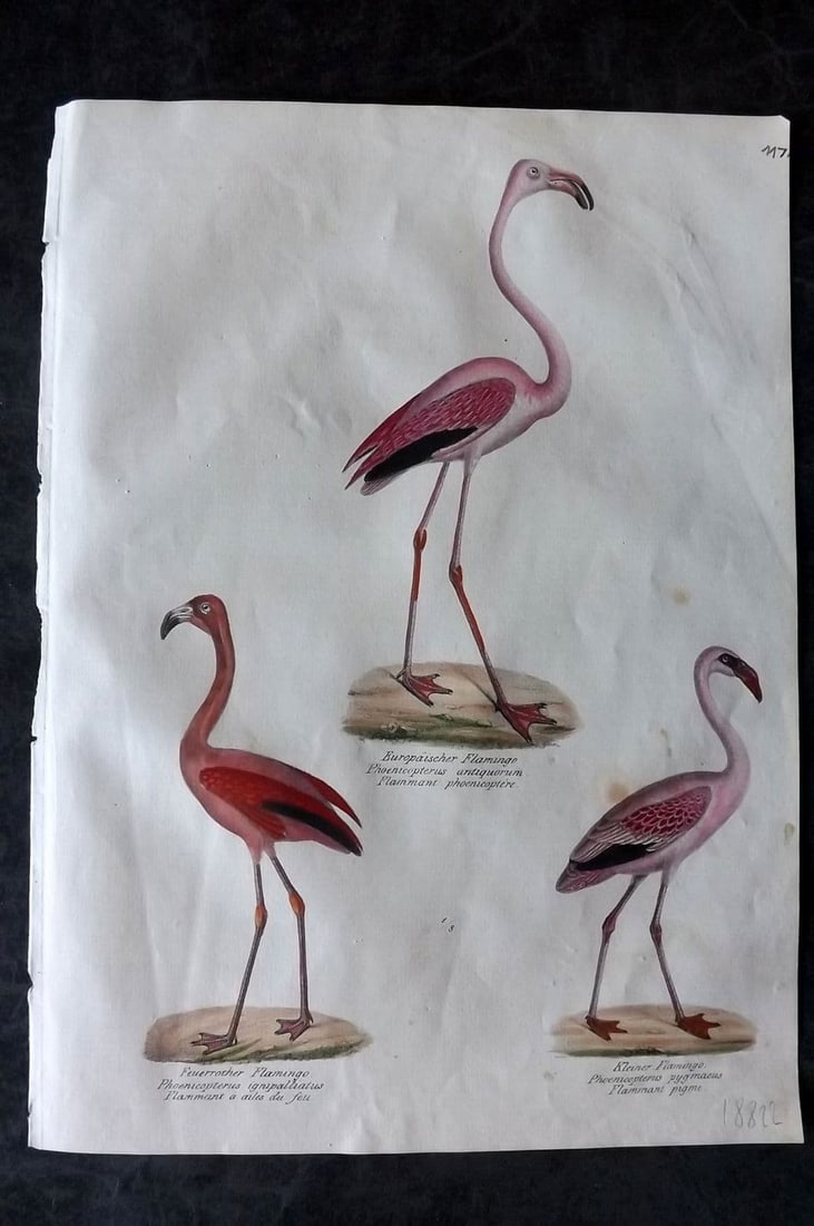 Schinz & Brodtmann 1830 Folio HCol Bird Print. Flamingo 117 (1 of 1)