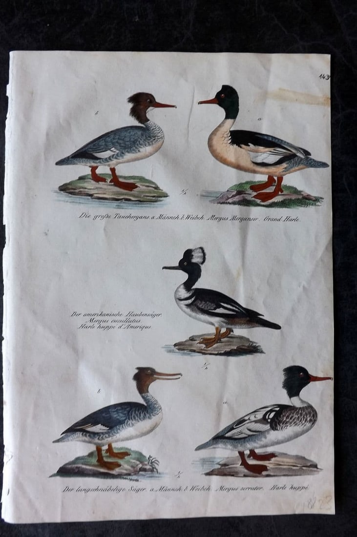 Schinz & Brodtmann 1830 Folio HCol Bird Print. Merganser, Harlequin Ducks 143 (1 of 1)